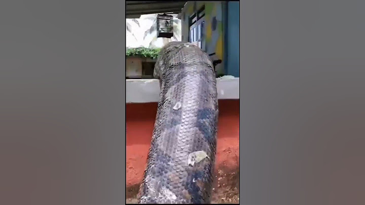 DETIK-DETIK ULAR PITON MASUK PEKARANGAN RUMAH WARGA || NGERI BANGET