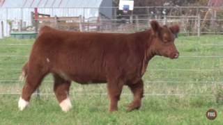 Smith Cattle Company Tag 8