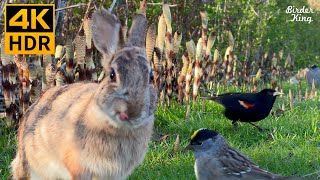 КОШКА ТВ 😺 Милые птицы, белки, кролики на зеленой траве 🐰 8 часов (4K HDR)