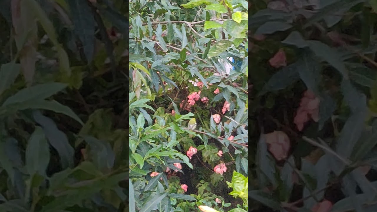 Common Iora Fatikjol(2) 