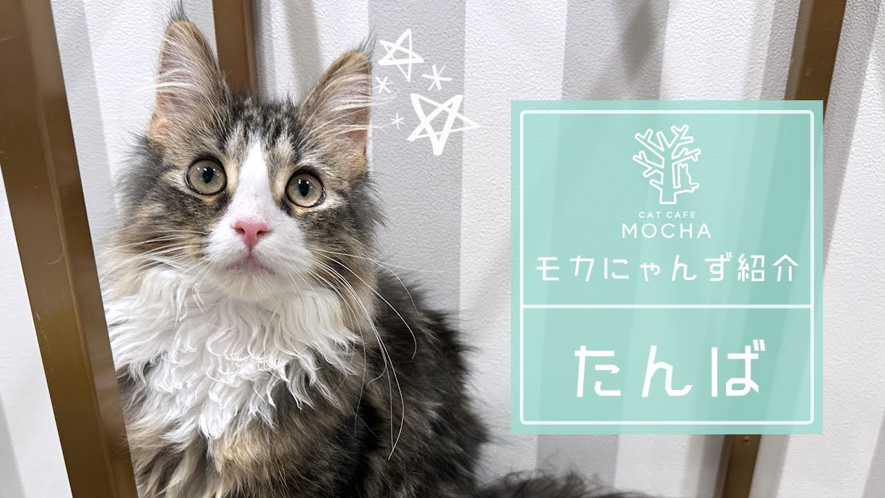 たんば（サイベリアン♂）アルシェ大宮店 - YouTube