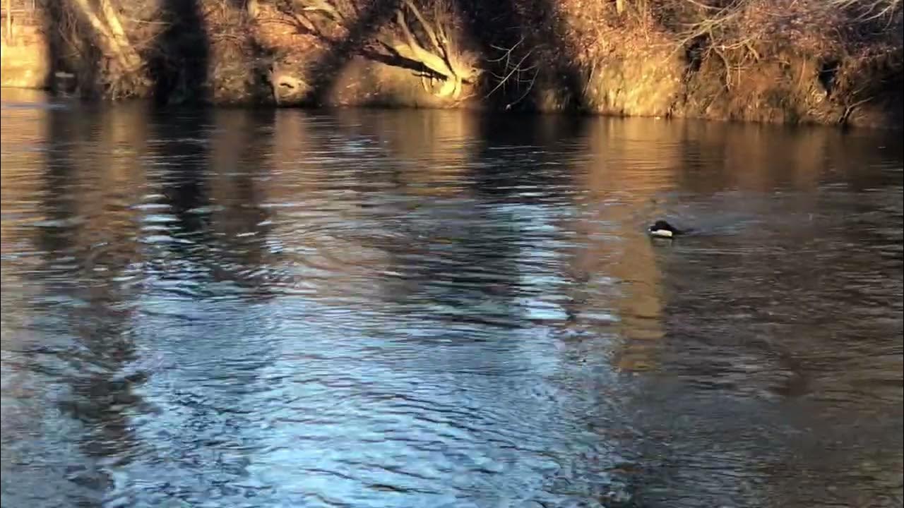 North Anna River YouTube