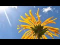 New wildflower festival starting in Breckenridge