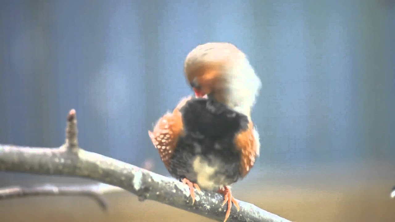 Black Breasted Black Faced Zebra Finch male 