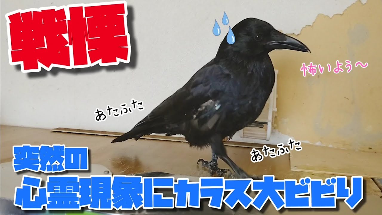 心霊現象 突然の心霊現象にビビる弱虫カラスです 覗かん猫 モグモグ姐御 エア食い犬 早すぎ亀 0918 カラス 四つ足カルテット Youtube