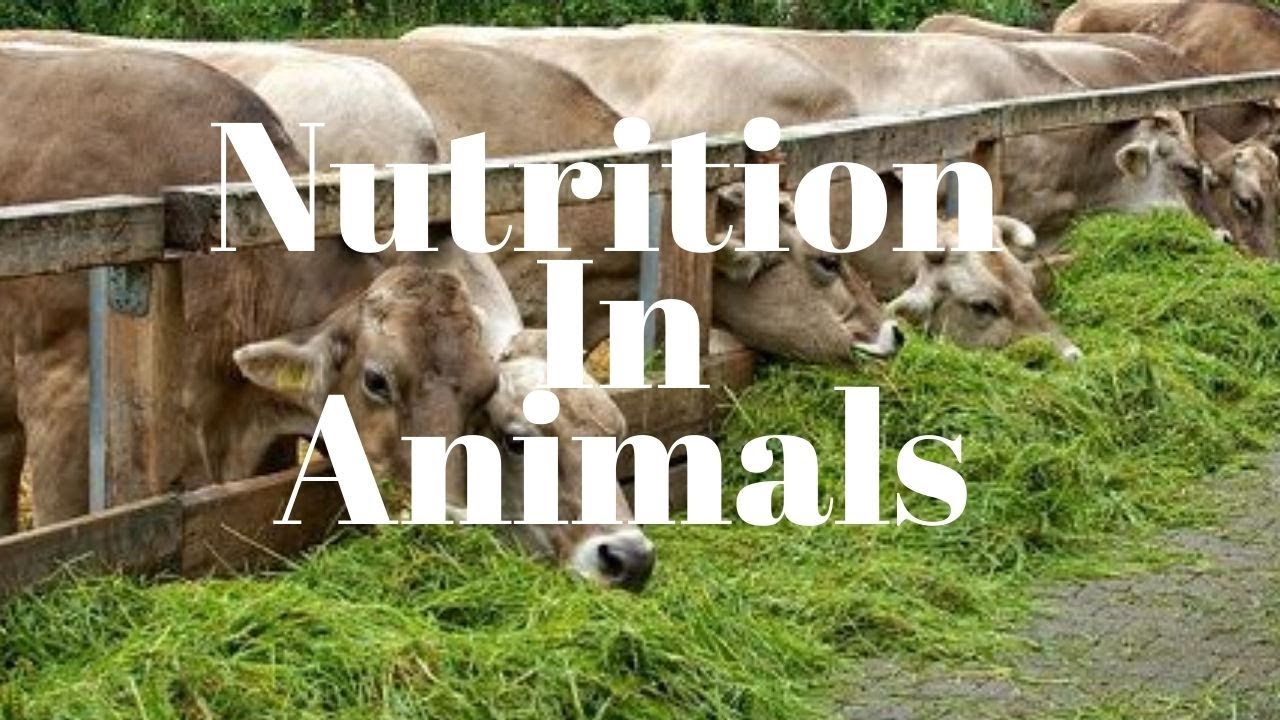 research on animal nutrition