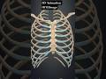 3D Animation Of Ribcage.#shorts #ytshorts #youtubeshorts #neet #ncert #biology #zoology #bones.