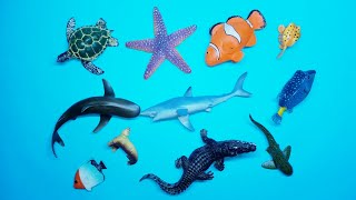 Collect 7 Sea Animals Clown Fish, Hammerhead Shark, Orca Whale, Hermit Crab, Goblin Shark, Sailfish