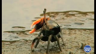 How is the day to day of a Crab? It is interesting to know it in detail...