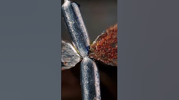 #3 macro decompression video #shorts #shortsfeed