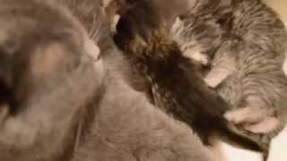 Британские котята, недавно родились. Британские котята, недавно родились.