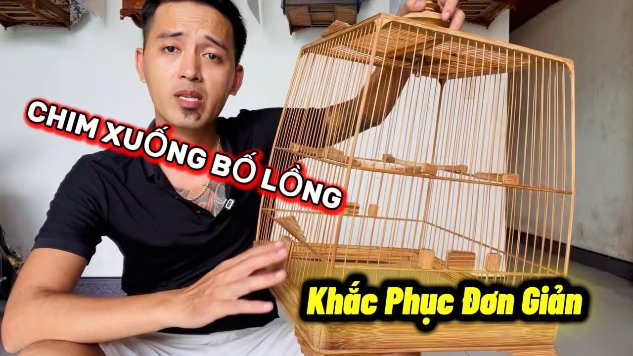 Chim xuống bố lồng. Cách khắc phục | @Toanquangnam 
