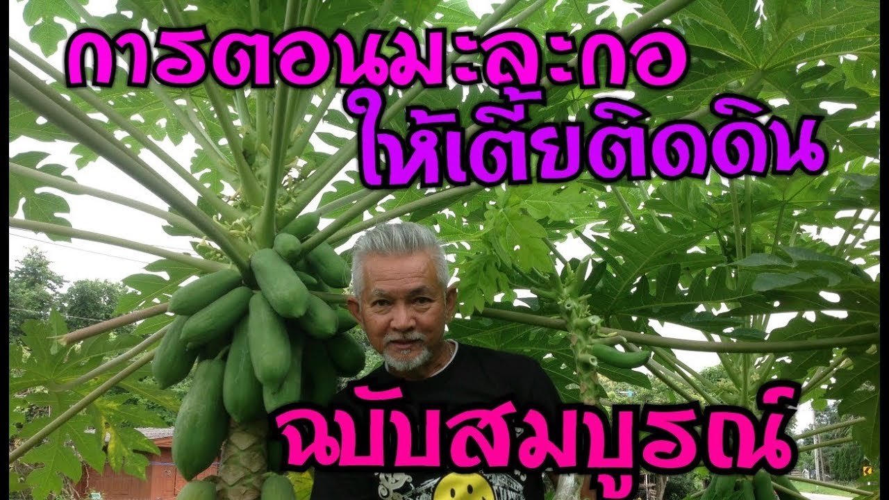 การตอนมะละกอ ให้ต้นเตี้ยติดดิน ฉบับสมบูรณ์ ได้ทานผลใน9เดือน อธิบายละเอียด l Pai91.5