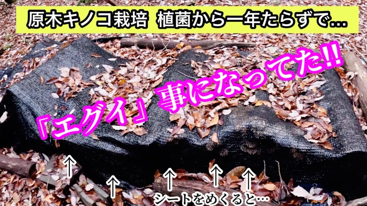 【素人原木キノコ栽培】い、一年目でこれだけ出るのか⁉︎