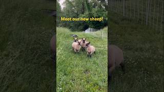 Meet Our New Sheep