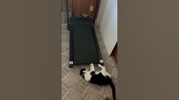 Lazy cat #cats #treadmill #workout #animals #subscribe #shorts #funny #kitty #viralvideo #petsvlog