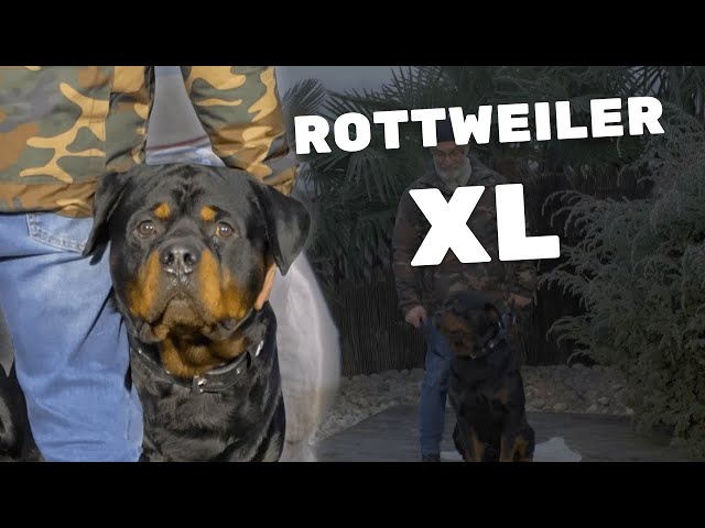 Vicious Rottweiler Is Vicious Youtube