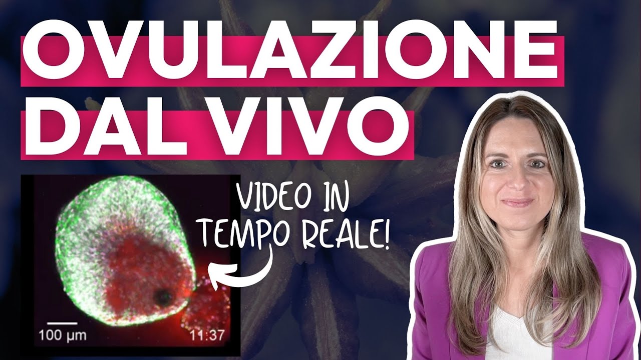 OVULAZIONE DAL VIVO: come avviene e come funziona (spiegazione + filmato in tempo reale).