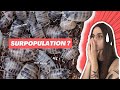 Cloportes  comment grer la surpopulation 