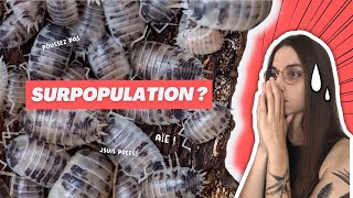 Cloportes Comment Gérer La Surpopulation ?