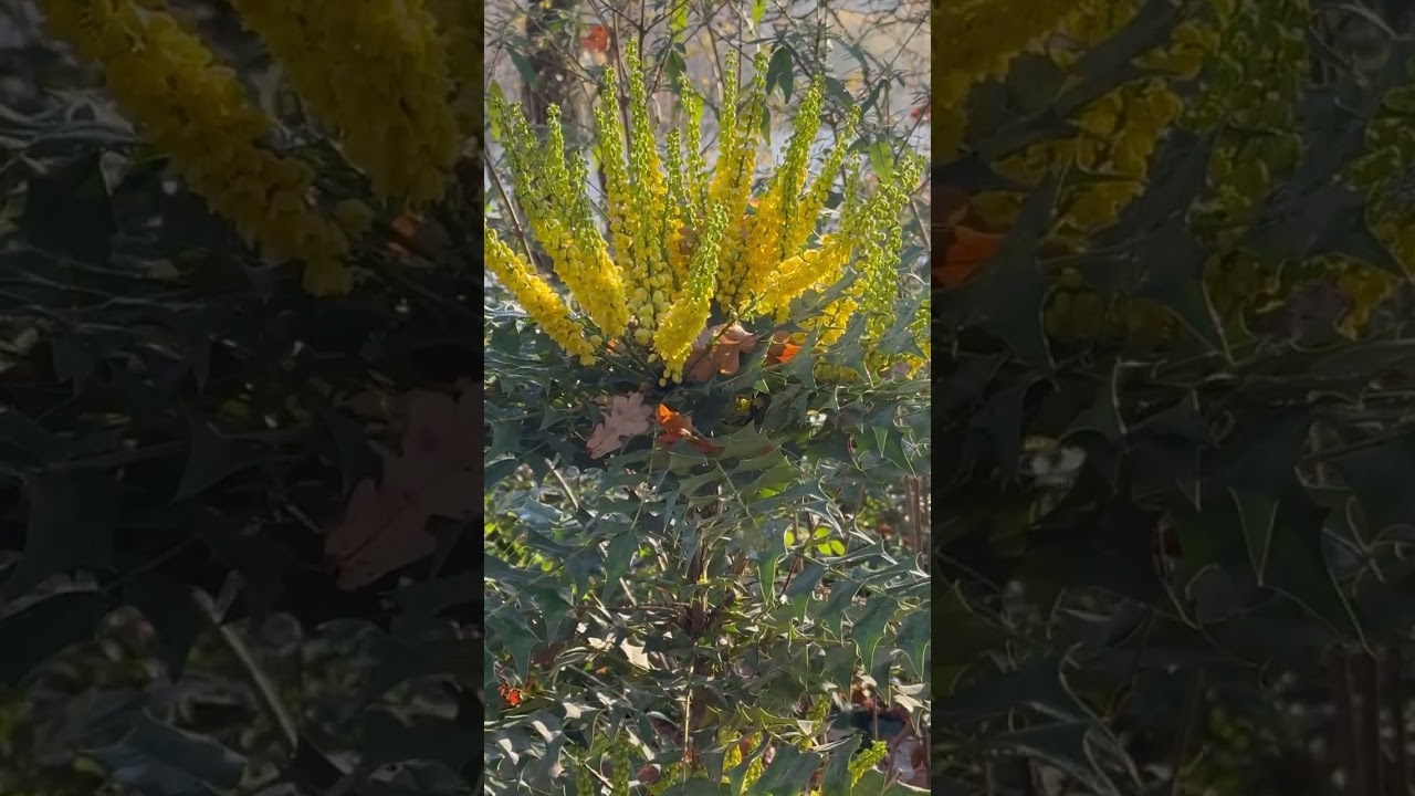 Цветёт зимой.Blüht im Winter.Blooms in winter. 