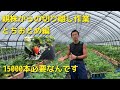 【いちご栽培　いちご農家】親株からの切り離し　とちおとめ編