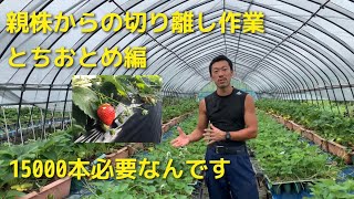 【いちご栽培　いちご農家】親株からの切り離し　とちおとめ編