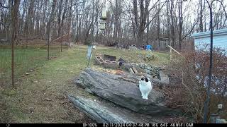 trail cam 2/12/24 on the rock
