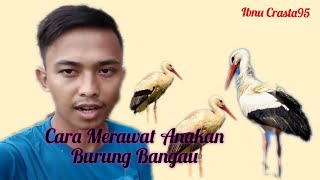 Cara Memberi makan anakan Burung Bangau