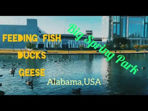 Feeding fish, ducks and geese at Big Spring International Park in Huntsville, Alabama USA