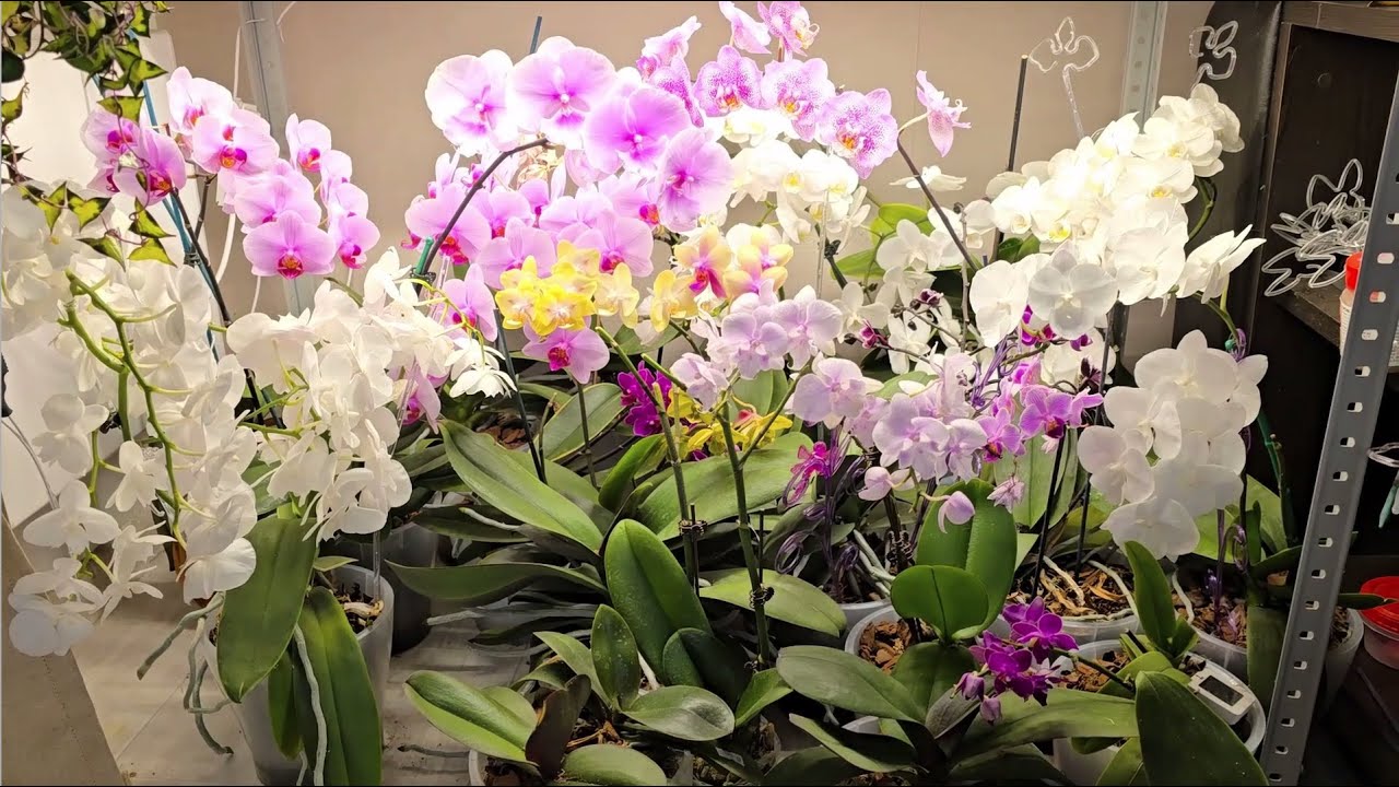 ОРХИДЕЯ ЛЮБИТ эти 3 вещи ЖАЛЬ, что РАНЬШЕ не знала Наращиваем корни, листья и восстанавливаем тургор