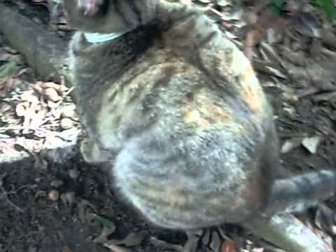 Cat Mixed With Raccoon Youtube