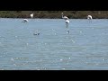 Flamencos en Ibiza