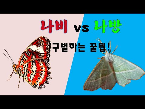 나비나방의 구별법