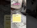 Gandi bug // Tattiest insect