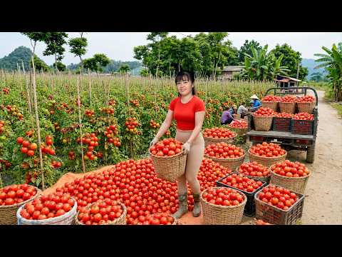 Cosecha Masiva De Tomates Rojos 🍅 Camión Repleto Al Mercado Rural  Vida De Granja