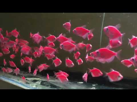 starfire red glofish tetra