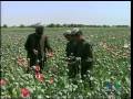 Afg'on afyuni/Afghan opium