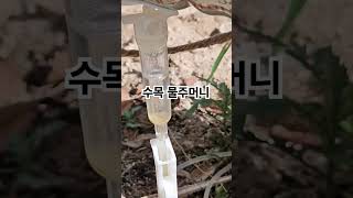 수목 물주머니