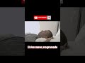 La Culpa del Desarrollador: El día que no programaste #gamedev #indiedev #indiegames