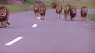 Aslanlar Meydana Çıkınca Çakallara Kaçmak Düşer...