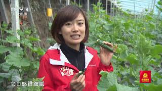 [远方的家]最美是家乡——黑龙江 黑土地：丰收的喜悦| CCTV中文国际