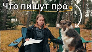 Что пишут про бордер колли в интернете ?