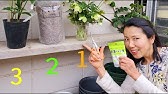 切り花として楽しむクリスマスローズ花後の管理 花郷園育て方シリーズ第7回 Youtube 切り花として楽しむクリスマスローズ花後の管理 花郷園育て方シリーズ第7回 Youtube