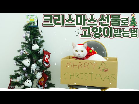 이번 크리스마스 선물은 고양이다!! | 고양이산책