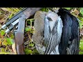 A mixed bag  vermin control  squirrel shooting with 410 gauge  evening pigeon  crow roost shoot