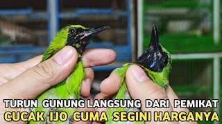 LANGSUNG TURUN DARI PEMIKAT PULUHAN CUCAK IJO JANTAN HARGA DARI 250 RIBU DI PASAR BURUNG PRAMUKA