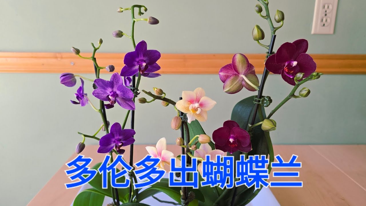 多伦多出蝴蝶兰