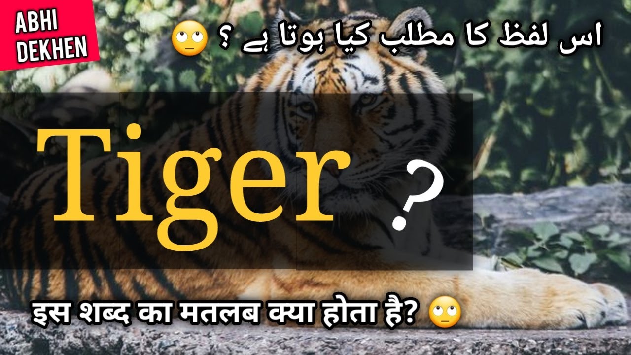 essay on tiger in urdu