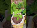 #Tulsi maa ki Mahima ghar mein Tulsi ka bagicha hona bahut achcha hota Hai